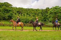Horseback Riding and Waterfall in Jacó