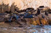 Cabo San Lucas city tour and amazing sea adventure to Lands End! 