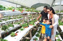 2-Day Cameron Highlands from Kuala Lumpur (Return to KUL)