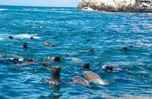 Adventure and adrenaline, swimming with SEA LIONS! & visit the Peruvian islands!
