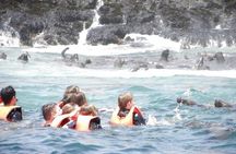 Adventure and adrenaline, swimming with SEA LIONS! & visit the Peruvian islands!