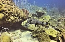 PADI Discover Scuba Dive Experience