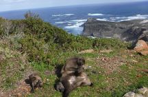 Cape of Good Hope, Cape Point & Penguins Private customizable Full Day Tour