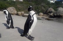 Hiking Cape of Good hope, Cape Point & Penguins Private Full Day