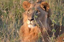 1 Day Tsavo East Safari ( Minimum 2 Pax)