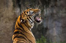 Private 2-Day Tour to Ranthambhore Tiger Safari from Jaipur