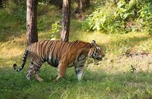 2-Day Private Tour to Ranthambhore Tiger Safari Tour from Jaipur
