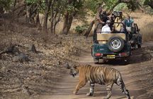 2-Day Private Tour to Ranthambhore Tiger Safari Tour from Jaipur