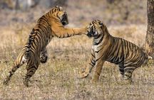 The Maharaja Trail : 5 Days Delhi, Agra, Ranthambhore, Jaipur 