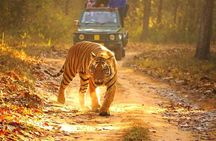 Ranthambhore Tiger Tour of Delhi, Agra, and Jaipur 5 Star Hotel