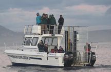 Shark cage diving & viewing tours in Gansbaai
