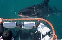 Shark cage diving & viewing tours in Gansbaai
