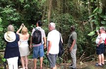 Rainforest Tours in St. Kitts