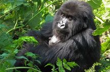 3 days Gorilla tracking Bwindi and Lake Bunyonyi Relaxation