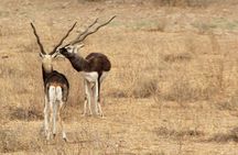 Bishnoi Village Safari 