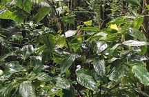 Mount Liamuiga Volcano Tours