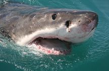 Shark cage diving & viewing tours in Gansbaai