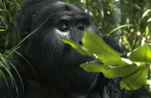 3 days Gorilla tracking Bwindi and Lake Bunyonyi Relaxation