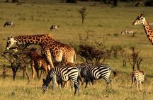 4 days animal kingdom - NAIROBI
