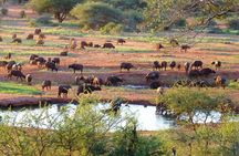 4 days animal kingdom - NAIROBI