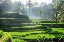 Private Tour: Batuan Temple, Tegenungan Waterfall, Elepahant Cave Free transport