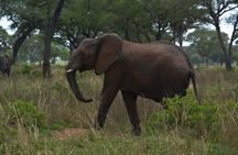 3-days Murchison Falls, Boat cruise and wildlife game viewing