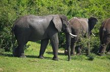 3-days Murchison Falls, Boat cruise and wildlife game viewing