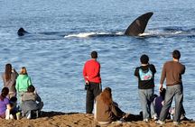 Puerto Madryn: Doradillo Beach Whale Watching Experience