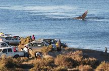 Puerto Madryn: Doradillo Beach Whale Watching Experience