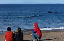 Puerto Madryn: Doradillo Beach Whale Watching Experience