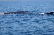 Puerto Madryn: Doradillo Beach Whale Watching Experience
