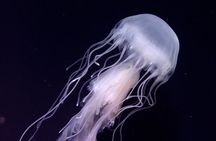 Skip the Line: Aquarium of the Pacific General Admission Ticket