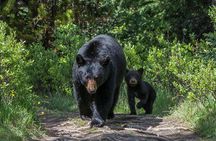 Jasper Evening Wildlife Tour