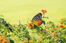 Kuala Lumpur Private Half-Day Family Tour of Nature, Birds and Butterflies