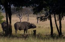 2 Day safari to Mikumi departure from Zanzibar 