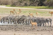 2 Day safari to Mikumi departure from Zanzibar 