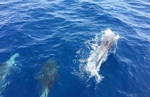 Private Coast to Coast Sailing Trip from Rhodes City 