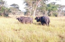 4 Day Gorilla and Wildlife Safari in Uganda