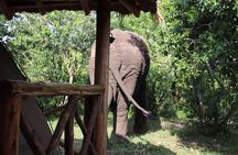8 Day Gorilla Trek, Wildlife Safari and Chimp Habituation Experience