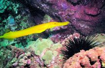 Kauai's Ultimate South Shore 2 Tank Dive (Certified Divers Only)