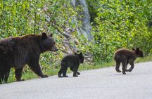 Jasper Wildlife and Waterfalls Tour with Maligne Lake Hike