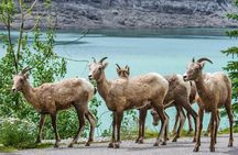 Jasper Wildlife and Sightseeing Tour with Maligne Lake Hike