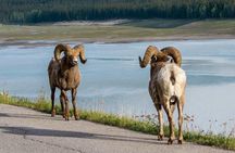 5.5-Hour Jasper Wildlife and Waterfalls Tour with Maligne Lake Cruise from Jasper