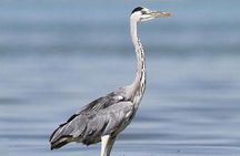 Fayoum Full Day tour Bird Watching
