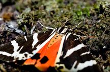 Filerimos Hill & Butterflies Valley Adventure! 