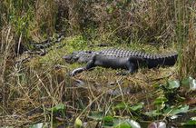 Private Everglades Airboat Tour with Pick up and Everglades Guide