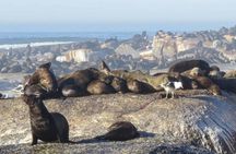 FULL Day Cape of Good Hope and Boulders Penguin Colony