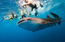 Whale Shark Watching + Simala Church Day Tour