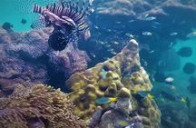 Local Reef Snorkelling and Deserted Beach