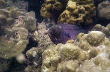 Local Reef Snorkelling and Deserted Beach